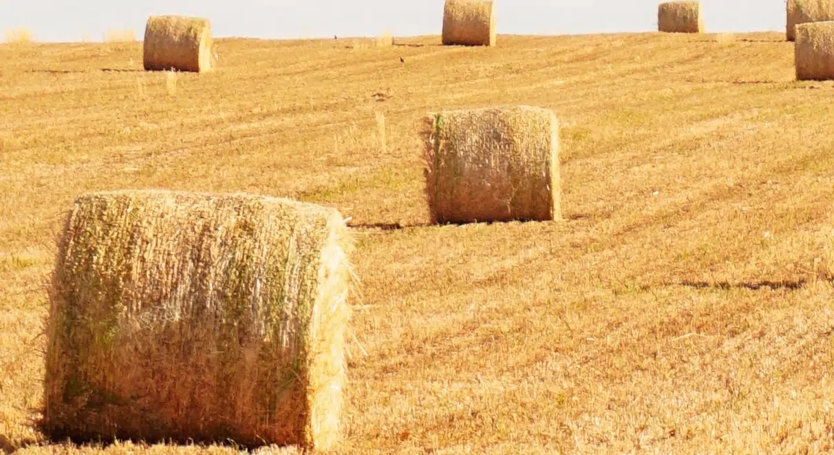 Triticale Hay